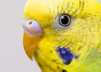 Close-up portrait of a parrot