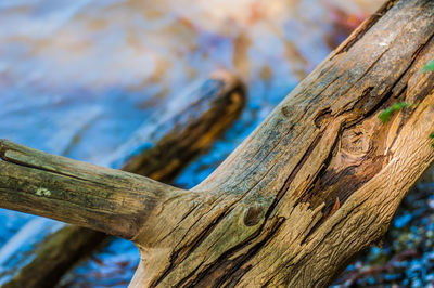 Close-up of driftwood on tree trunk