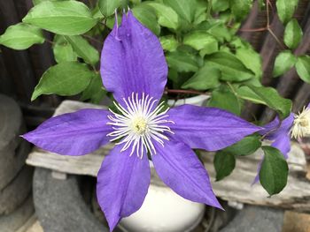 Close-up of purple flower