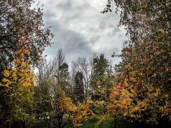 Low angle view of trees against cloudy sky