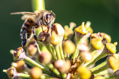 Close-up of bee on flower