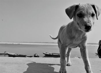 Close-up of dog sitting on beach against sky