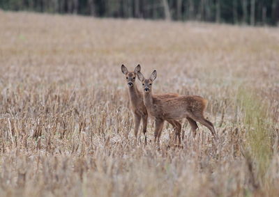 Portrait of deer on land