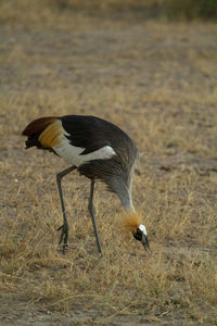 Grey crowned crane bird eating bugs in the grass