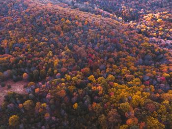 Aerial view of forest during autumn