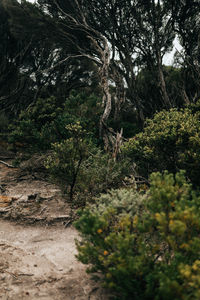 Trees in forest