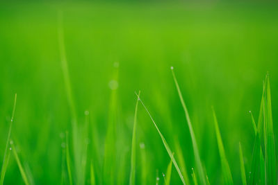 Close-up of grass growing in field