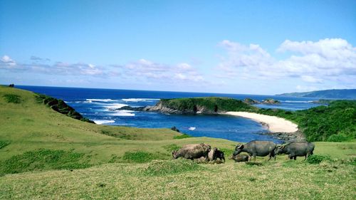 Buffalos grazing on field against sky