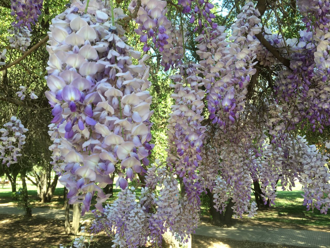 PURPLE FLOWERS HANGING ON BRANCH