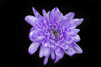 Close-up of purple flower against black background