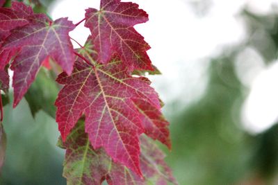 Close-up of autumn leaves on branch