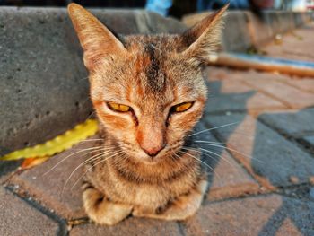 Close-up portrait of a cat