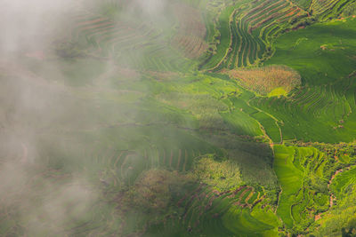 High angle view of plants growing on land