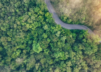 Aerial top view of green forest and highway road. drone view of green trees and morning fog. green