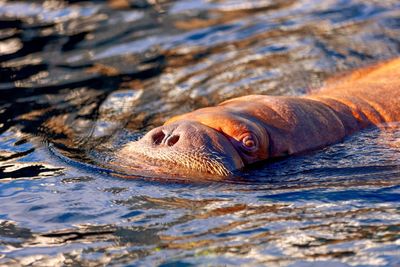 Close-up of turtle swimming in sea