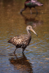 Bird perching on a lake