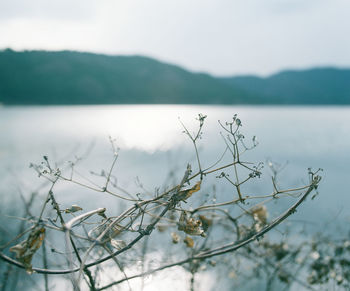 Plants by lake against sky