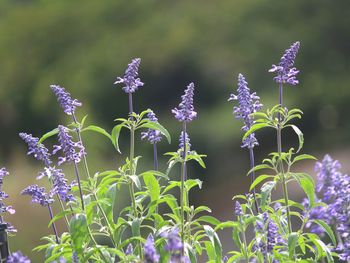 Close-up of purple flowers blooming outdoors