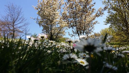 Low angle view of flowers blooming on tree