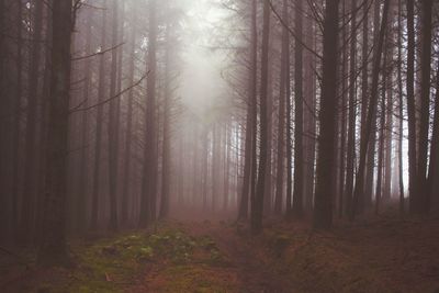 Sunlight streaming through trees in forest