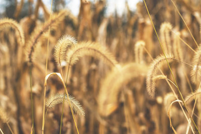 Close-up of fresh plant on field