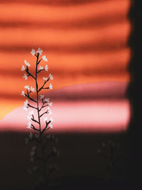 Close-up of plant against orange sky