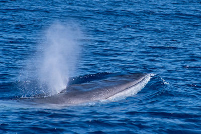 View of whale swimming in sea