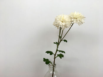 Close-up of flowering plant against white background