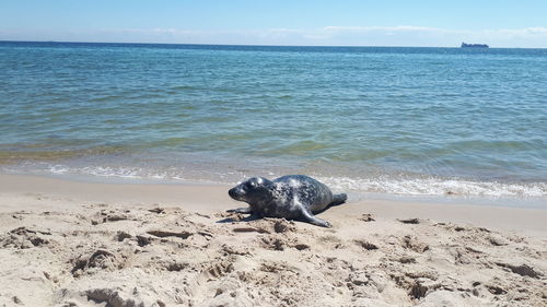 Scenic view of sea shore