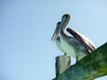 Low angle view of bird perching against clear blue sky