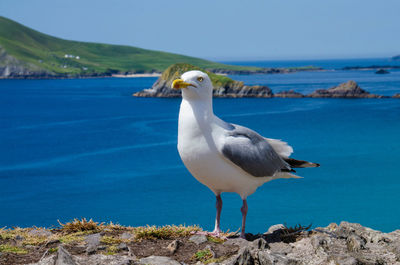 Seagull perching on rock by sea