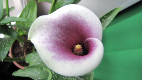 Close-up of flowers