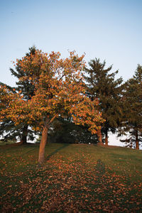 Trees on field against clear sky