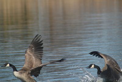 Birds flying over lake