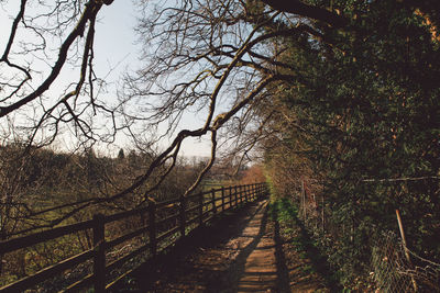 View of trees along road