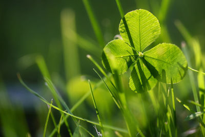 Close-up of fresh green plant