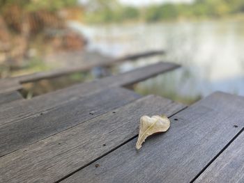 Close-up of dry leaves on wooden table