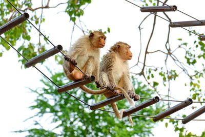 Low angle view of monkey sitting on tree against sky