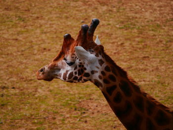 Close-up of giraffe on field