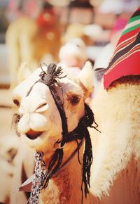 Close-up of camel during sunny day
