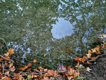 High angle view of leaves floating on lake