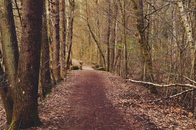 Footpath amidst trees in forest