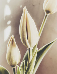 Close-up of white tulip