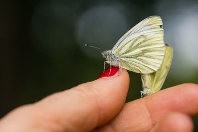 Close-up of butterfly on hand