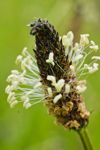 Close-up of white flowering plant