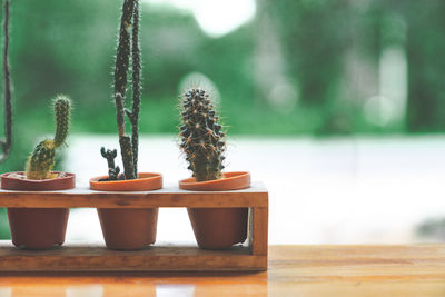 Close-up of potted plant on table