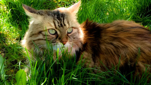 Close-up of cat on field