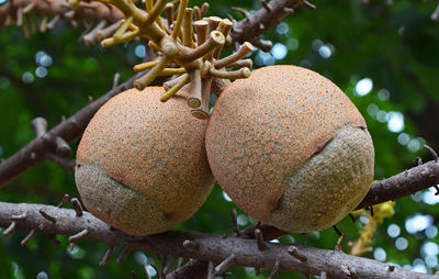 Close-up of cannonball tree fruits