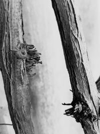 Close-up of lizard on tree trunk against sky