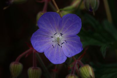 Close-up of purple blue flower